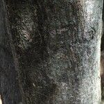 Olea capensis Casca