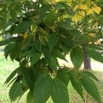 Zelkova carpinifolia برگ