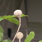 Khaya anthotheca Frukto