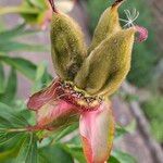 Paeonia mascula ഫലം
