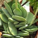 Crassula cotyledonis Hostoa