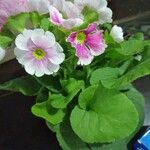 Primula hirsuta Hoja