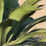 Agave shaferi Blad