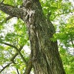 Pterocarya rhoifolia Habitus