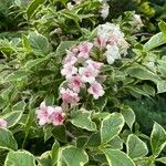 Weigela floridaKukka