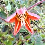 Caiophora hibiscifolia Flower