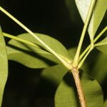 Forchhammeria trifoliata Blad