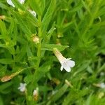 Gratiola officinalis Floare