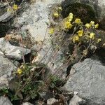 Helianthemum marifolium Blad