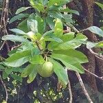 Dillenia indica Fruit