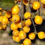 Duranta erecta Fruit