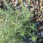 Senecio inaequidens Leaf