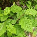 Holodiscus discolor Leaf