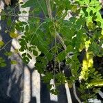 Moringa oleifera Blad