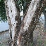 Azara microphylla Rinde