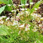 Saxifraga rosacea Kukka