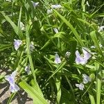 Tradescantia occidentalis Květ