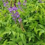 Galega orientalis Lorea
