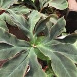 Amorphophallus atroviridis Leaf