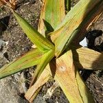 Aloe striataЛист