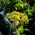 Dendrophorbium lucidum Flor
