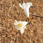 Tabebuia roseoalba Blüte