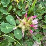 Trifolium spumosum Blomma