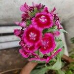 Dianthus chinensisΛουλούδι