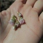 Armeria ruscinonensis Çiçek
