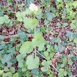 Alliaria petiolata Habitus