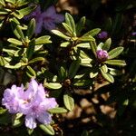 Rhododendron polycladum Liść