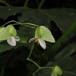 Begonia convallariodora Floare