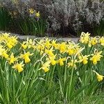 Narcissus pseudonarcissus Flor