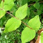 Hypericum kouytchense Likasa
