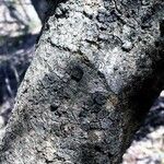 Combretum collinum 樹皮