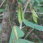 Amphicarpaea bracteata Gyümölcs