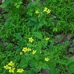 Lysimachia ciliataBlüte