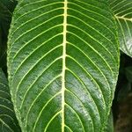 Sanchezia oblonga Leaf