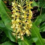 Hedychium gardnerianum花