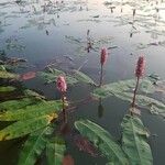Persicaria amphibia Fleur