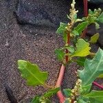Oxybasis glauca পাতা