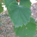 Crataegus coccinea Blad