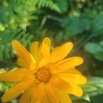 Calendula officinalis花