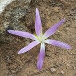 Colchicum filifolium Flower