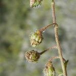 Helianthemum oelandicum Bark