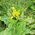 Senecio hercynicus Feuille