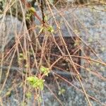 Salix integra Leaf