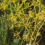Opopanax chironium 花