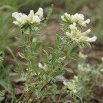 Chamaecytisus albus Hábito