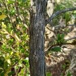 Serissa japonica Bark